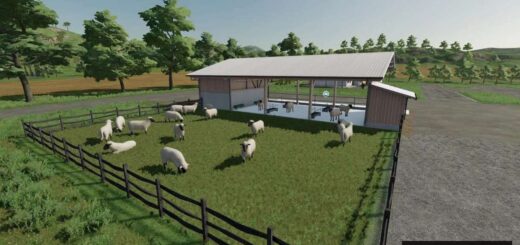 SC White Sheep