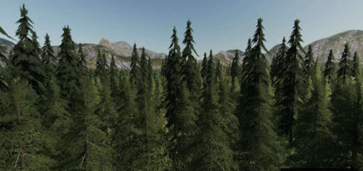 Forest Valley