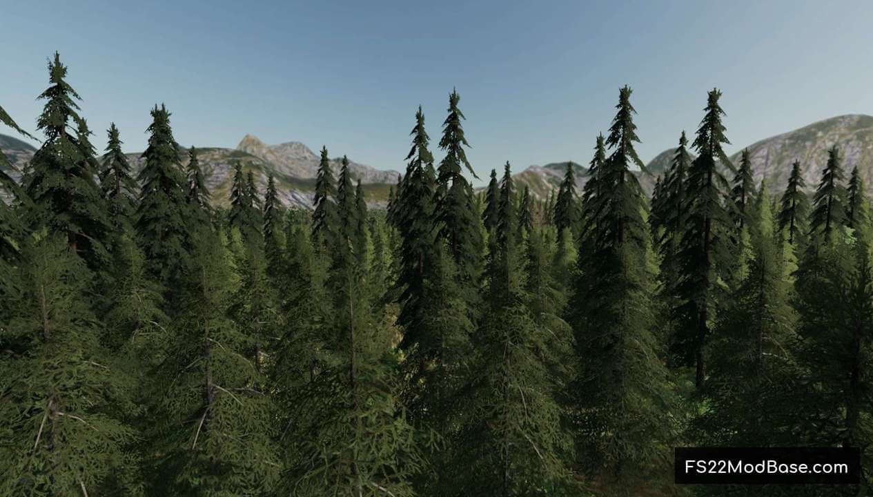 Forest Valley