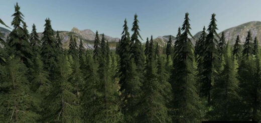 Forest Valley