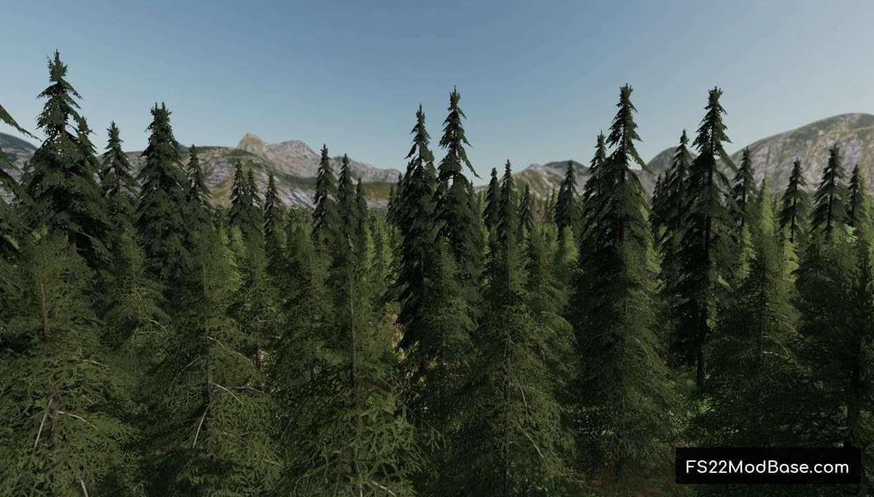 Forest Valley