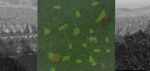 The Risoux Forest